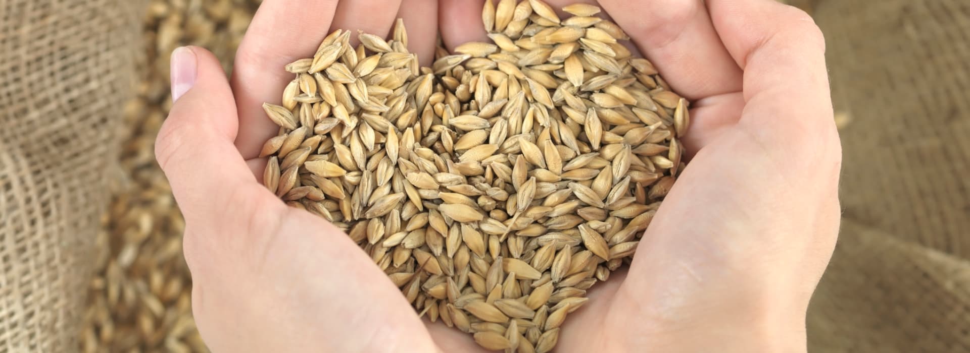 Foto de manos formando un corazón con granos Cervecería Hondureña